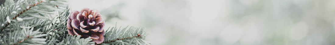 Holiday themed illustration with evergreen branch and pine cone